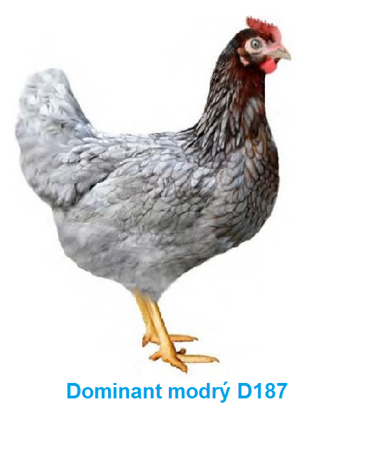 D107 Modrý