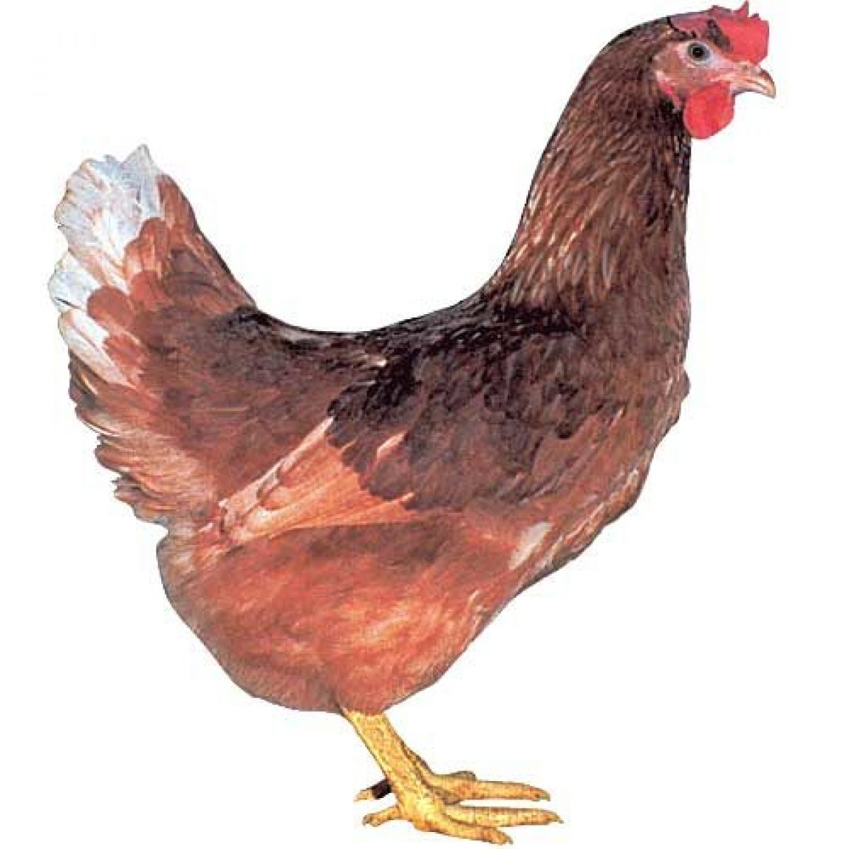 D102 Červený