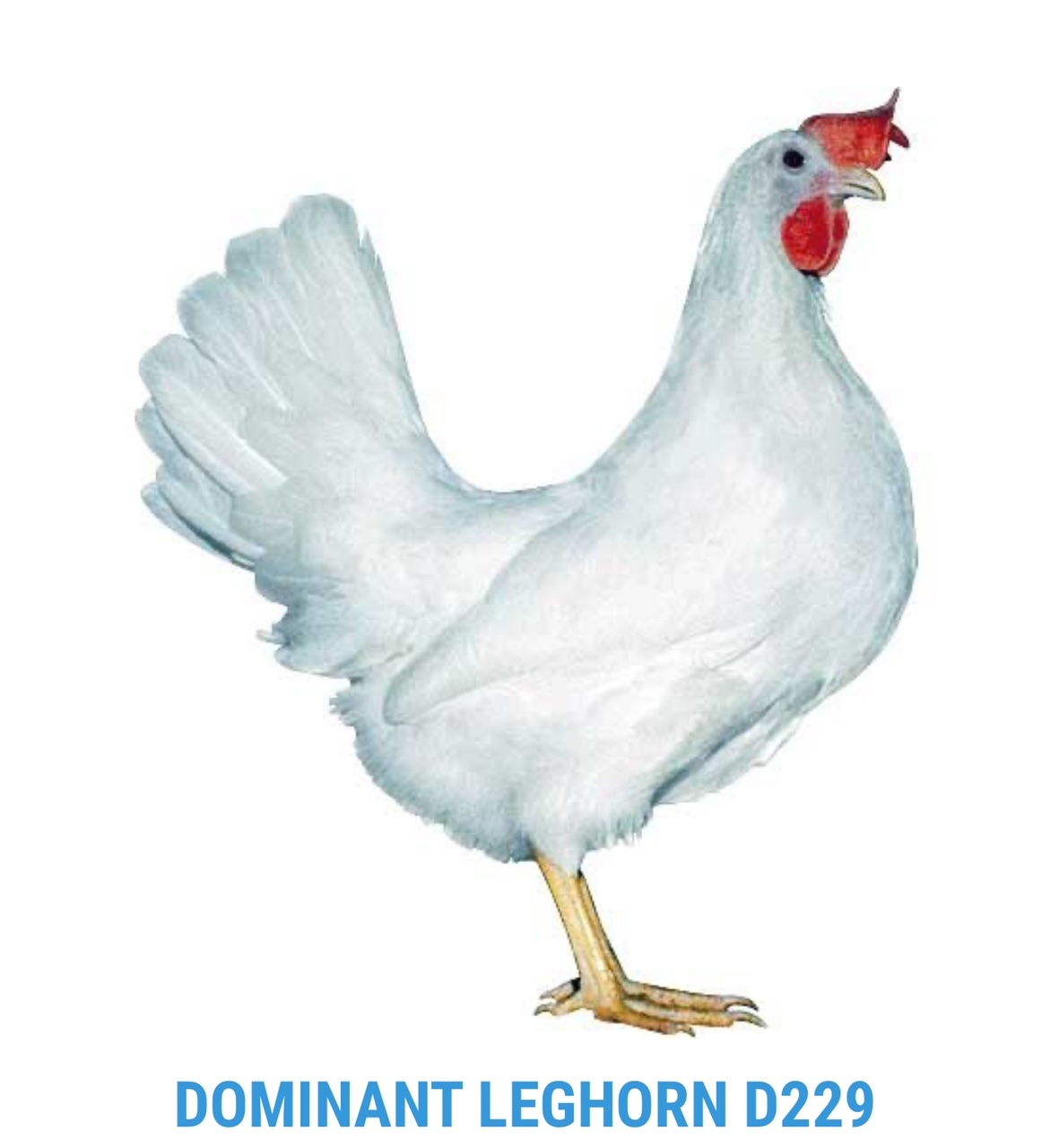 D229 Leghorn