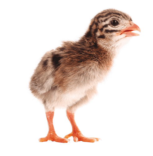 Perlička